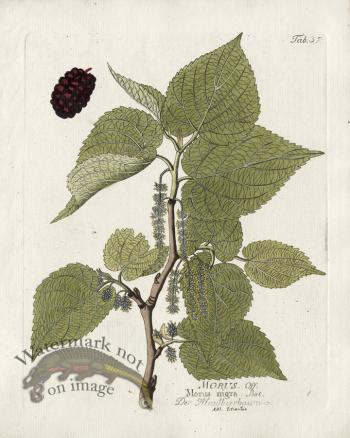 Black Mulberry